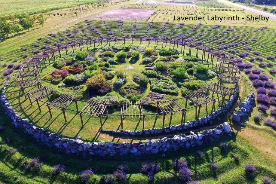 lavender labyrinth