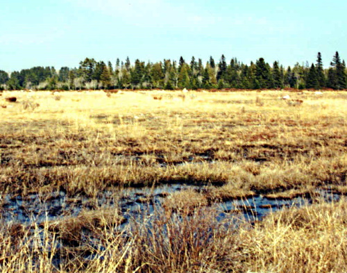 maxton plains