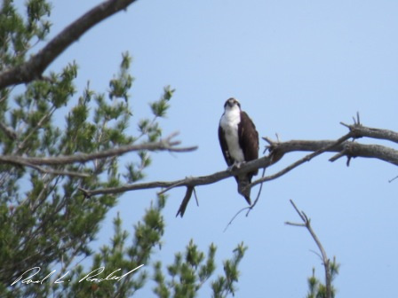 osprey